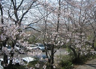 お花見の時期ですね