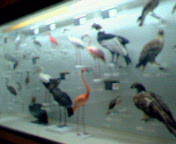 鳥の博物館
